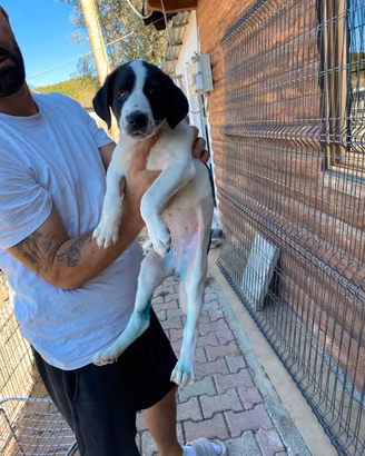 cagnolina per adozione responsabile 