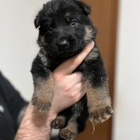 Cuccioli Pastore Tedesco