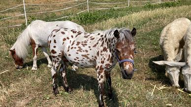 Cavallo
