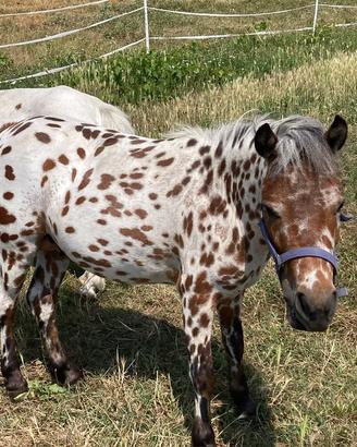 Cavallo