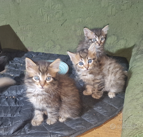 Ragalo ultima femminuccia