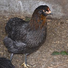 La gallina dalle uova verdi