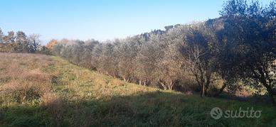 TERRENO AGRICOLO mq4800 - con OLIVI a Palaia