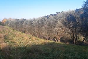TERRENO AGRICOLO mq4800 - con OLIVI a Palaia