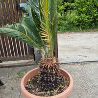 Piante
