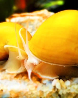 Ampullarie lumache vari colori acquario