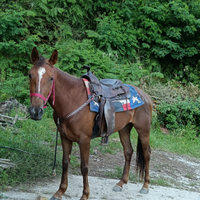 Cavalla appendix per quarter