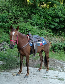 Cavalla appendix per quarter