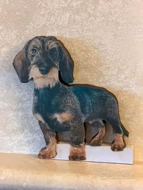 Bassotto a pelo ruvido 2