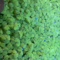 Pianta galleggiante SALVINIA NATANS