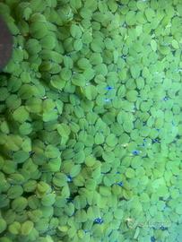 Pianta galleggiante SALVINIA NATANS