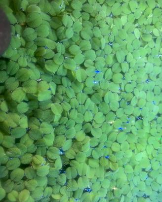 Pianta galleggiante SALVINIA NATANS