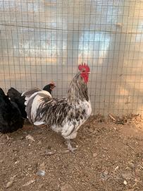 1 Gallo Australorp, galli misti e livornesi