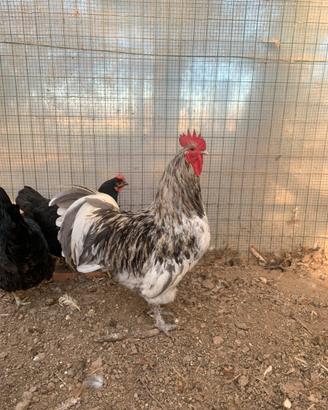 1 Gallo Australorp, galli misti e livornesi