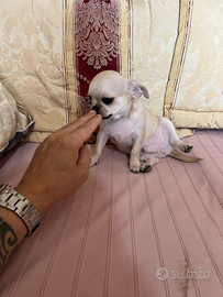 Cucciolo maschio chihuahua