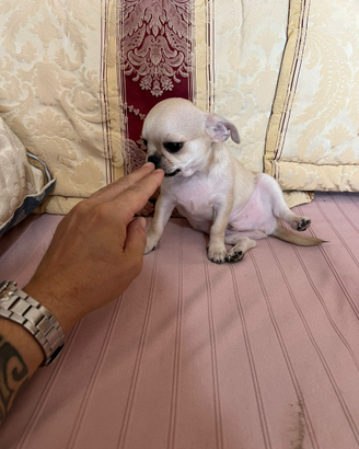 Cucciolo maschio chihuahua