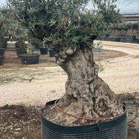 Olivo Secolare