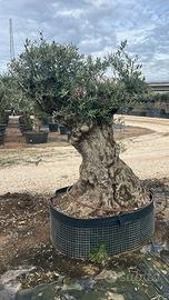 Olivo Secolare