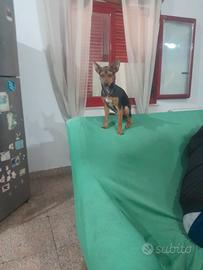 Cucciolo pinscher nano maschio 5 mesi leggi tutto