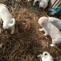 Cuccioli incrocio maremmano