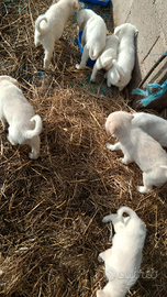 Cuccioli incrocio maremmano