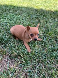 Cucciolo di Pinscher