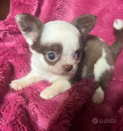 Cuccioli Chihuahua