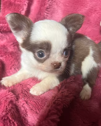 Cuccioli Chihuahua