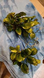 Piante vere per acquario