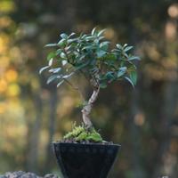 Bonsai Mirto 