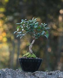 Bonsai Mirto 