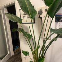 Pianta STERLITZIA NICOLAI