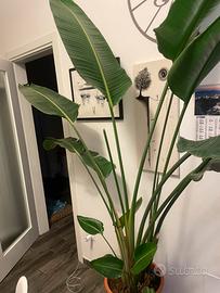 Pianta STERLITZIA NICOLAI