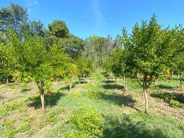 Rif.RI380| terreno agricolo catanzaro