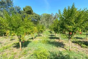 Rif.RI380| terreno agricolo catanzaro