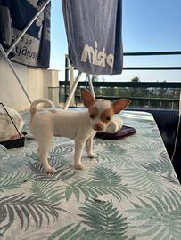 Chihuahua