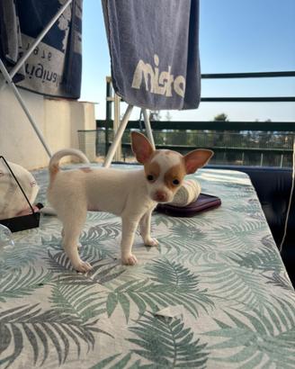 Chihuahua