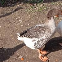 Oca di Tolosa 6 euro