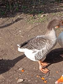 Oca di Tolosa 6 euro