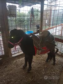 Miny pony femmina puledrina