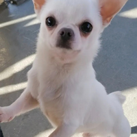 Chihuahua