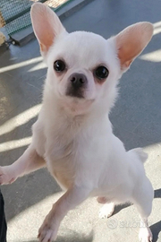 Chihuahua