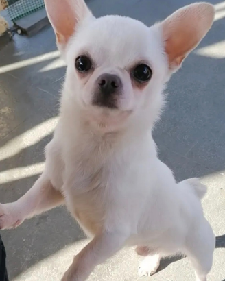 Chihuahua