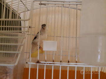 Canarini arlecchini portoghesi novelli 2025