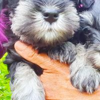 Schnauzer Nano Nero e Argento