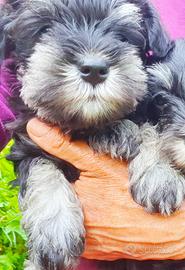Schnauzer Nano Nero e Argento