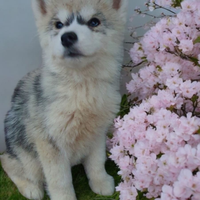 Siberian husky