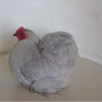 Galli e galline cocincina nana