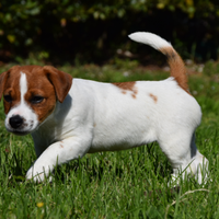 Jack russell