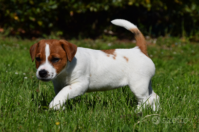 Jack russell